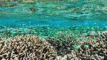 Surga Bawah Laut Halmahera Selatan