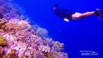 Surga Bawah Laut Halmahera Selatan