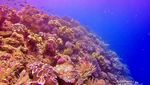 Surga Bawah Laut Halmahera Selatan