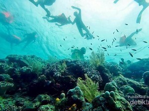 Surga Bawah Laut Halmahera Selatan