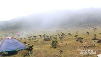 Kiri kanan kulihat saja, banyak bunga Edelweiss
