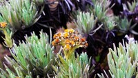 Edelweiss, si bunga abadi