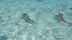 Surga Kecil Raja Ampat yang Penuh Petualangan