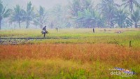 Hamparan hijau pemandangan