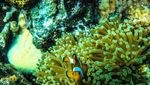 Surga Tersembunyi di Laut Jawa