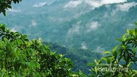 Taman Nasional Manusela dilihat dari jalan Trans Seram, saat menuju negeri Saleman. Pemandangan hutan yang rimbun dan menyejukkan mata.