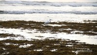 Sepanjang mata memandang, batu-batu karang menghiasi Pantai Nyang