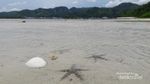 Surganya Bintang Laut Sibolga Ada di Sini?