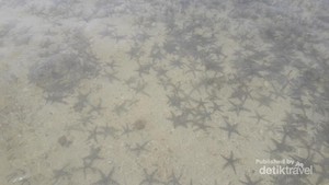 Surganya Bintang Laut Sibolga Ada di Sini?