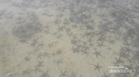 Isi lautnya berupa bintang laut