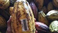 Mau buahnya juga ada kok