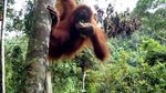 Surganya Pecinta Alam Ada di Taman Nasional Gunung Leuser