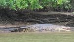 Susur Sungai Sampai Lihat Buaya di Muara Sebuhur, Kalsel