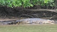 Buaya Muara Sebuhur