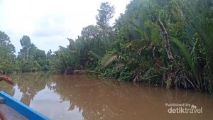 Susur Sungai Sampai Lihat Buaya di Muara Sebuhur, Kalsel