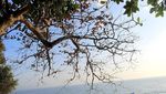 Syahdunya Pemandangan Pantai Batu Karas dari Atas Bukit