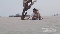spot foto pohon kaktus by @sandbordingparangtritis