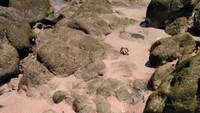 Pasir pantai yang berwarna pink, Ciamik!