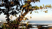 Tidak akan cukup satu hari di Sawarna (Ari Saputra/detikFoto)