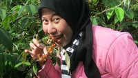 Mencicipi arbei langsung dari pohonnya
