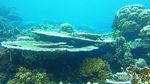 Tak Cuma Raja Ampat, Teluk Cendrawasih Juga Keren