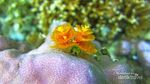 Tak Cuma Raja Ampat, Teluk Cendrawasih Juga Keren