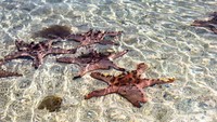 Jernihnya air laut di Pulau Pasir