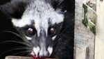 Tak Hanya Susu, Pengalengan Juga Punya Kopi Luwak