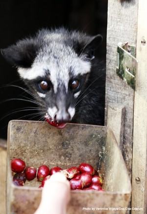 Tak Hanya Susu, Pengalengan Juga Punya Kopi Luwak