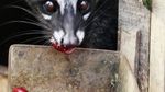 Tak Hanya Susu, Pengalengan Juga Punya Kopi Luwak