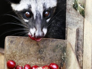 Tak Hanya Susu, Pengalengan Juga Punya Kopi Luwak