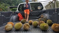 Berburu durian di lokasi