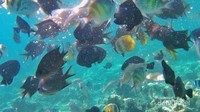 Beragam ikan berwarna-warni menambah cantik bawah laut Pulau Karampuang