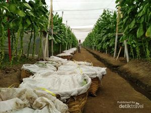 Tak Perlu Jauh-jauh ke Kuba, Ada Wisata Cerutu di Jember