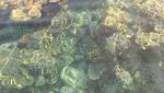 Tak Perlu Snorkeling untuk Lihat Terumbu Karang di Karimunjawa