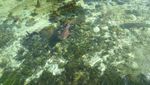Tak Perlu Snorkeling untuk Lihat Terumbu Karang di Karimunjawa