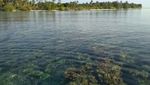 Tak Perlu Snorkeling untuk Lihat Terumbu Karang di Karimunjawa