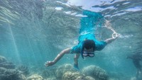 Snorkeling mencari ikan nemo dan teman-temannya