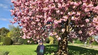 Menikmati datangnya musim semi dengan berjalan-jalan sekitar taman kota dekat rumah