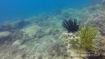 Takjub! Ini Dia Spot Diving Terbaik di Banten