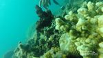 Takjub! Ini Dia Spot Diving Terbaik di Banten
