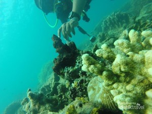 Takjub! Ini Dia Spot Diving Terbaik di Banten