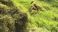 Hutan Bambu yang rindang