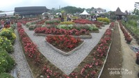 Cantiknya paduan warna bunga disini