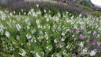 White and Purple