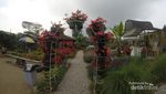 Taman Bunga Begonia, Tempat Romantis di Lembang
