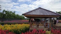 Celosia Garden seluas 1 hektar