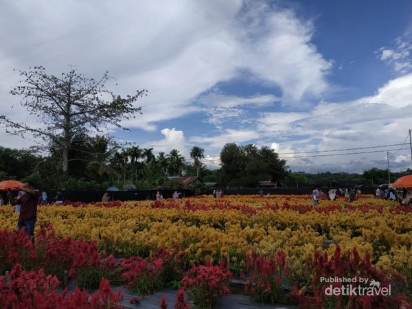  Taman  Bunga  Luar  Negeri  No Ini di  Aceh