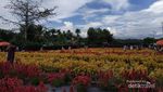 Taman Bunga Luar Negeri? No, Ini di Aceh