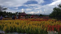 view Celosia Garden